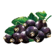 Blackcurrant
