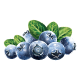 Blueberry
