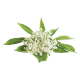 Elderflower