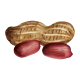 Peanut