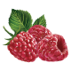 Raspberry